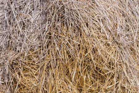 Fragment of the rick of the old wheat straw harvested last year, background