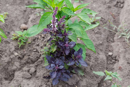 Bush of the flowering purple basil on a field on a background of soil