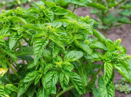 Bush of the green basil on a field on a background of soil, close-up in selective focusの写真素材