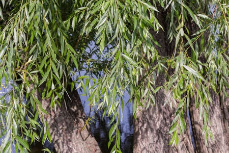 Thin branches of the old willows hanging down on a blurred background of the thick tree trunks and...