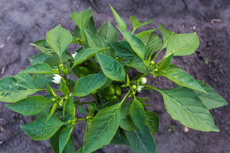 Plant of the bell pepper with flowers and young green fruits against the soil on the field in...