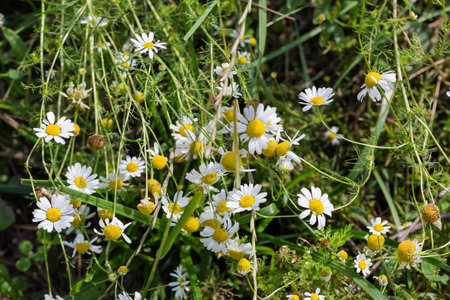 Blooming chamomiles of species Matricaria chamomilla or wild chamomile on the meadow among the other grass, close-up in selective focusの写真素材