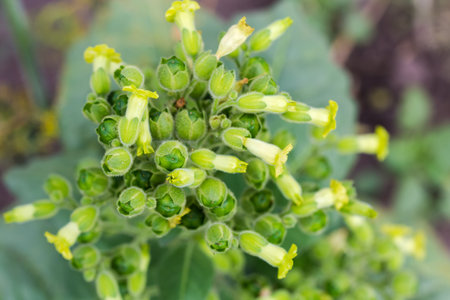 Nicotiana plant of species Nicotiana rustica also known as Aztec tobacco or strong tobacco with yellow flowers and young fruits on field, top view close-up on a blurred backgroundの写真素材