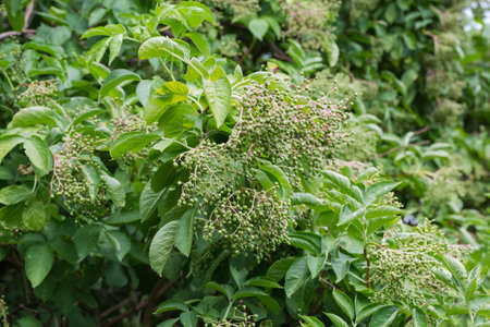 Cluster of the elderberry with green unripe berries on a blurred background of the rest part of the bushの写真素材