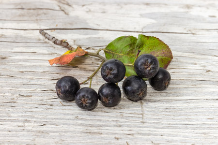 Small twig of the black chokeberry with ripe berries on an old cracked wooden surface, close-up in selective focusの写真素材