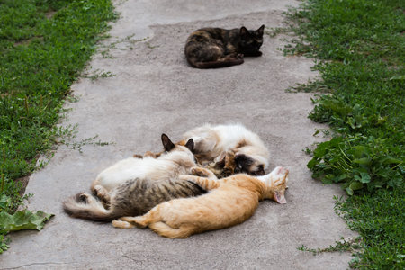 Several cats of different colors lie together and sleep on a concrete path with various grass on both sides in overcast summer dayの写真素材