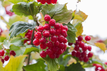 Cluster of the ripe viburnum berries covered with water drops during a rain on a blurred background of the leaves and other berries on bush, close-up in selective focusの写真素材