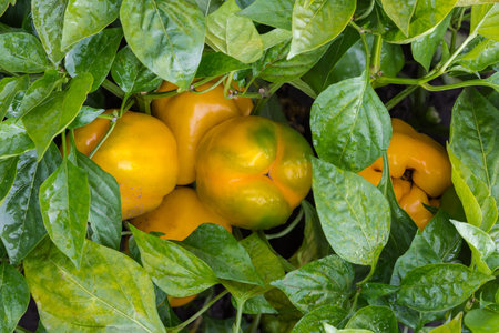 Wet plants of the bell pepper with ripening yellow fruits covered with water drops during a rain on field, top viewの写真素材