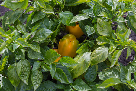 Wet bell pepper plants with yellow fruits on fieldの写真素材