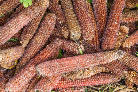 Heap of the empty corn cobs after kernels removing on grass, top view close-up in selective focusの写真素材