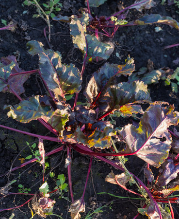 Fragment of the field with planting of the beetroots sunlit before sunset, top view on a background of the soilの写真素材
