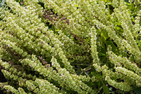 Bushes of the green basil with inflorescences on the high stems at the end of bloom on a field,...