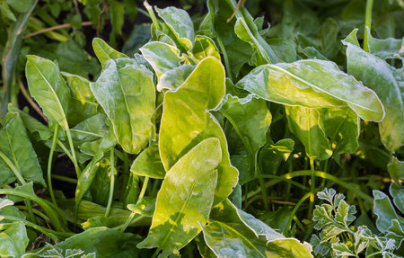 Leaves and stems of the garden sorrel covered with hoarfrost on a field in sunny frosty autumn...