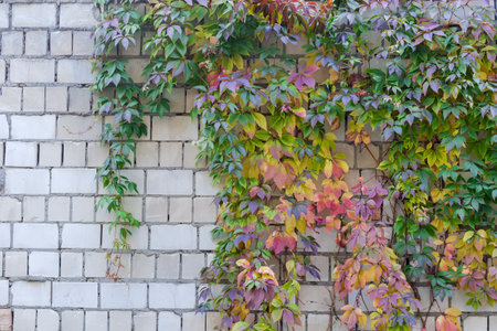 Part of the white brick wall partly overgrown with maiden grapes with autumn varicolored leaves in overcast weatherの写真素材