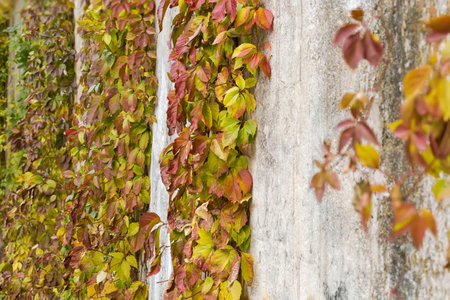 Stems of the maiden grapes with multicolored autumn foliage creeping up the old concrete retaining wall in overcast weather, view in selective focusの写真素材