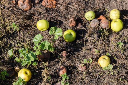 Fallen ripe green apples, some of them are damaged and rotten lie on the ground in autumn sunny day