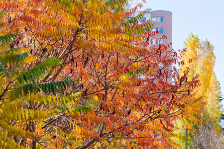 Branches of the Rhus typhina, also known as sumac with bright varicolored autumn leaves and fruits...