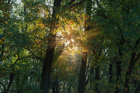 Section of the dense forest with old oaks on a foreground and other deciduous trees at early autumn backlitの写真素材