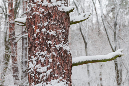 Part of trunk with dry branches of the old pine covered with snow on a blurred background of the other trees in the forest during a snowfallの写真素材