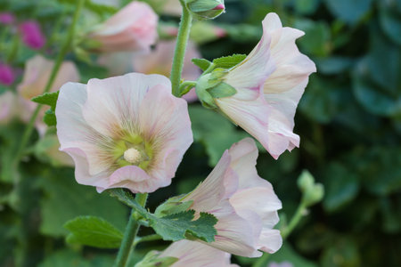 Flowers of alcea with light purple petals on a stem on a blurred background, close-up in selective focusの写真素材