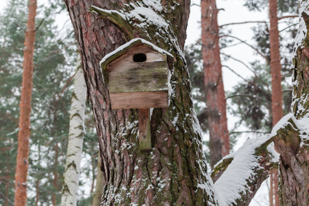 Wooden nesting box on the trunk of the old pine in forest on a blurred background of the other trees...
