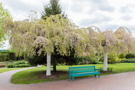 Old trees of the blooming decorative weeping cherry in city park in overcast weather