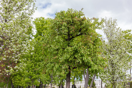 Old decorative paradise apple tree at the beginning of the blooming in city garden among the other...