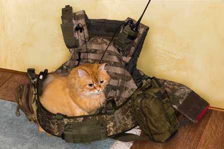 Fluffy ginger cat is sitting in military bulletproof vest with military belt, tactical pouches and other outfit laid on the floorの写真素材