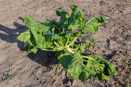 Sugar beet covered with morning dew, single growing on a field, view close-up on a background of a soil in sunny weatherの写真素材