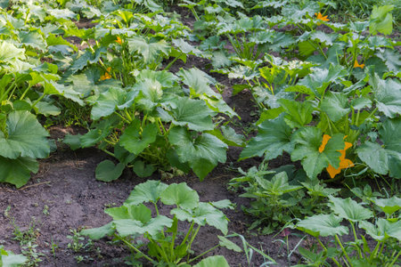 Bushes of blooming vegetable marrow covered with morning dew on a field in sunny weatherの写真素材