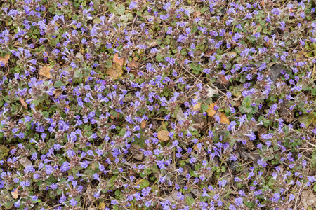 Fragment of meadow overgrown with blooming Glechoma hederacea, also known as ground-ivy or catsfoot in overcast weather, top viewの写真素材