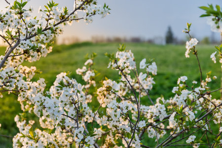 Branches of blooming cherry tree on a blurred background of the green field at sunset, view in selective focusの写真素材