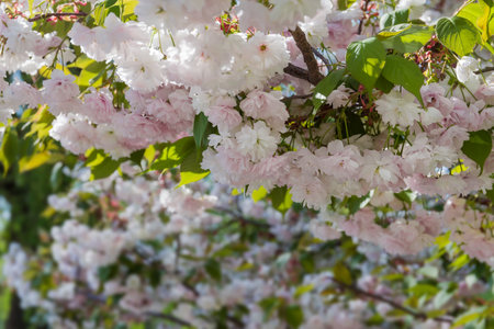 Branch of blooming cherry blossom tree with delicate light pink flowers and fresh leaves, bottom view on a blurred background of other treesの写真素材