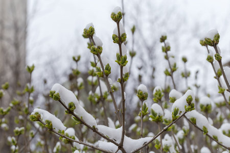 Tops of the lilac branches with small spring young leaves covered with snow on a blurred background in overcast weather, close-up in selective focusの写真素材