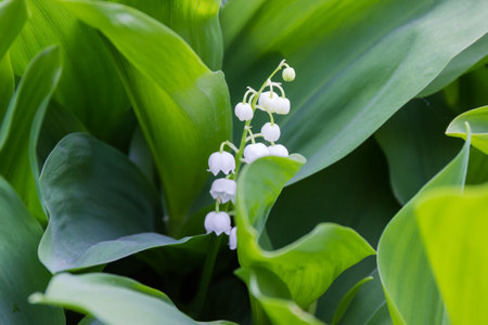 Blooming lily of the valley with inflorescence of small white bell-shaped flowers among the dense leaves in overcast weather, close-up in selective focusの写真素材