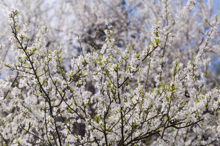 Branches of the blooming wild growing cherry tree with small fresh young leaves on a blurred...