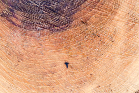 Texture of the wet surface of cross section of the freshly sawn old thick ash tree with growth rings...