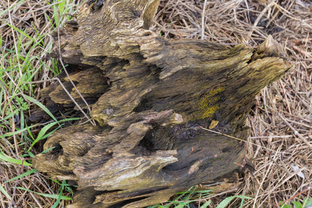Partly rotten freshwater snag, as a part of the old tree trunk pulled out of the water on a shore of...