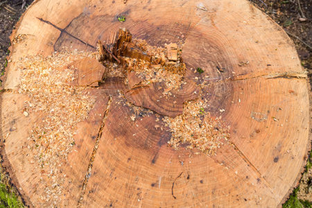 Wet stump of the freshly sawn old thick ash tree with growth rings, chainsaw traces and sawdust, view of fragment close-up in overcast rainy weatherの写真素材