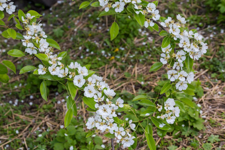 Two branches of pear tree  with flowers and fresh leaves on a blurred background of ground, close-up at selective focus in overcst weatherの写真素材