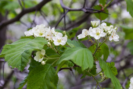Branch of the blooming hawthorn of species Crataegus punctata, also known as dotted hawthorn or white haw on a blurred background in overcast windy weather, selective focusの写真素材