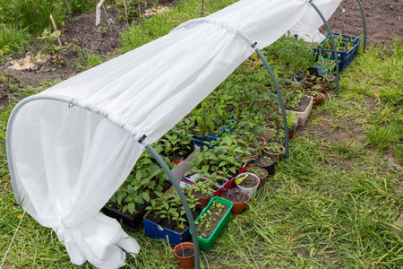 Different seedling planted in various pots and boxes placed in the simplest miniature domestic greenhouse in the form of low tunnel with hoops and covered with agro fiberの写真素材