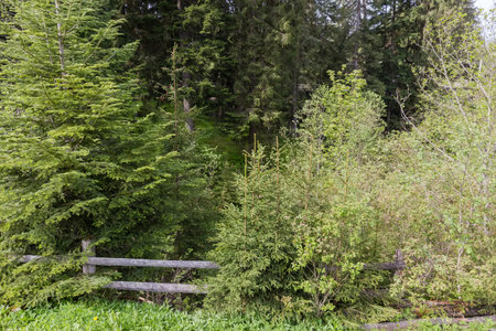 Mountain forest with young fir trees and old log fence on a foreground in sunny spring morning in Carpathiansの写真素材