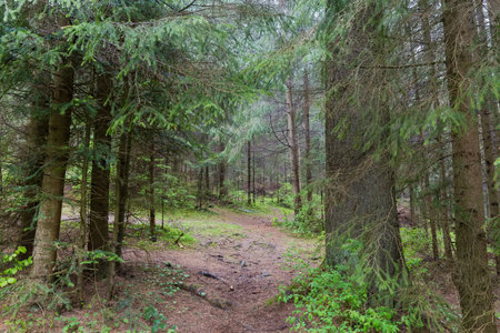 Fir forest with old trees on a foreground on a mountain slope in spring overcast rainy day in the Carpathian Mountainsの写真素材