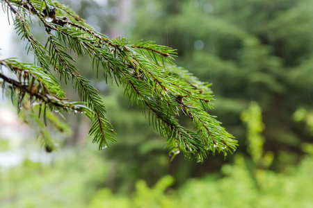 Wet branches of the fir tree with water drops during a rain in forest on a blurred background,...