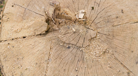 Stump of the old thick tree with cracks and chainsaw traces, covered with sawdust in overcast...