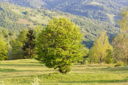 Single beech growing on a mountain meadow  in the Carpathian Mountains, view on a background of the other trees and opposite slope at springtimeの写真素材