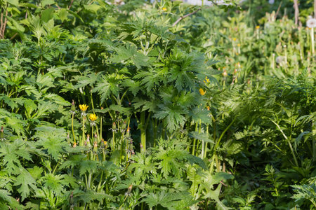 Young motherwort among the other plants on a blurred background in spring sunny morningの写真素材