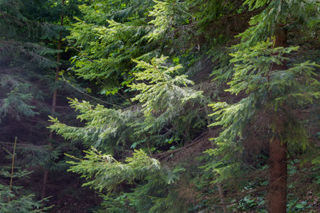 Dense spruce forest on the mountain slope, fragment with spruce branches illuminated by the sun ob a foregroundの写真素材