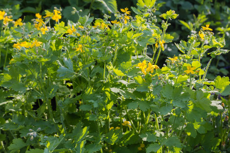 Blooming Chelidonium majus, also known as greater celandine in sunny spring morning on a blurred backgroundの写真素材